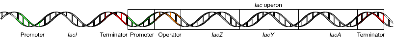 The lac operon. (public domain)