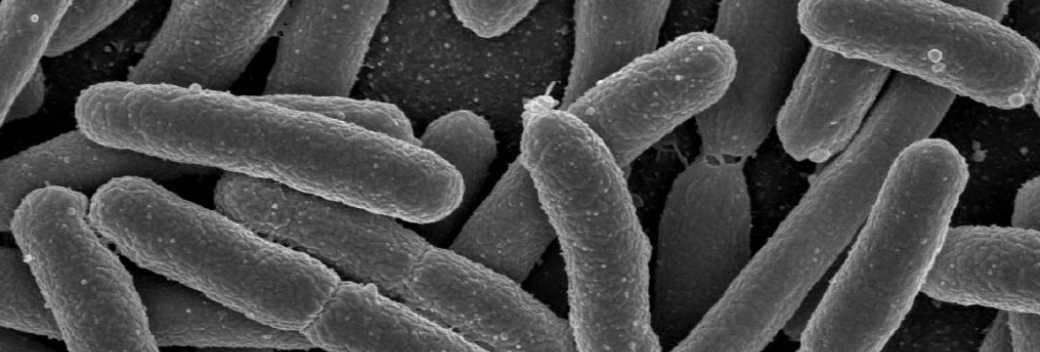 *E. coli.* Credit: Rocky Mountain Laboratories, NIAID, NIH